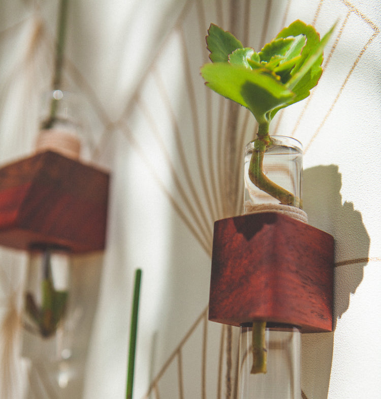 Porte Bouture 🌱